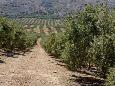 Cultivo de olivos en contenedores